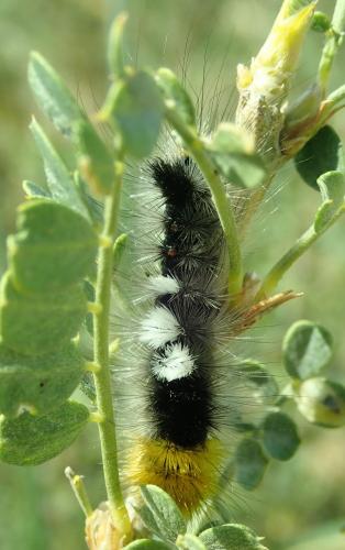 Lymantriinae
